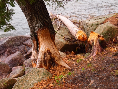 [Tree trunk on ground near the pond, gnawed to the point it broke about a foot off the ground. Another tree in foreground has plenty of bark chiseled away.]